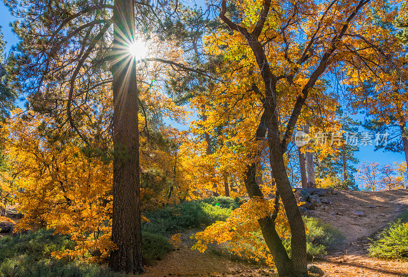 秋天背橡树林在大熊湖圣贝纳迪诺县，加利福尼亚州