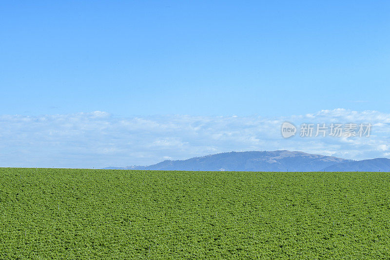 山坡上的莴苣田