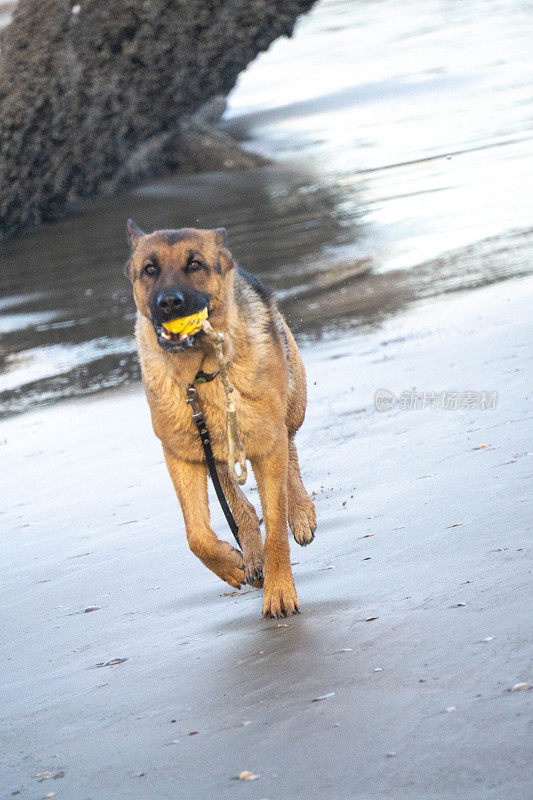 德国牧羊犬在海滩上和海里玩球