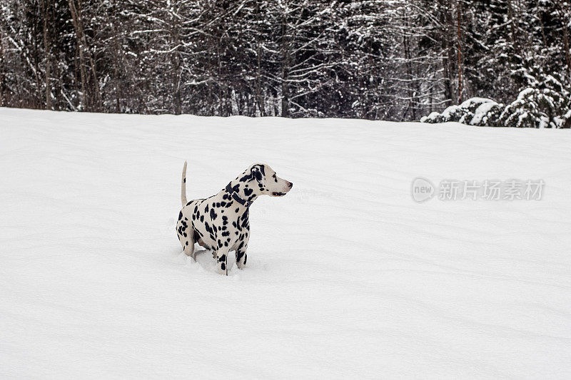 雪和斑点狗