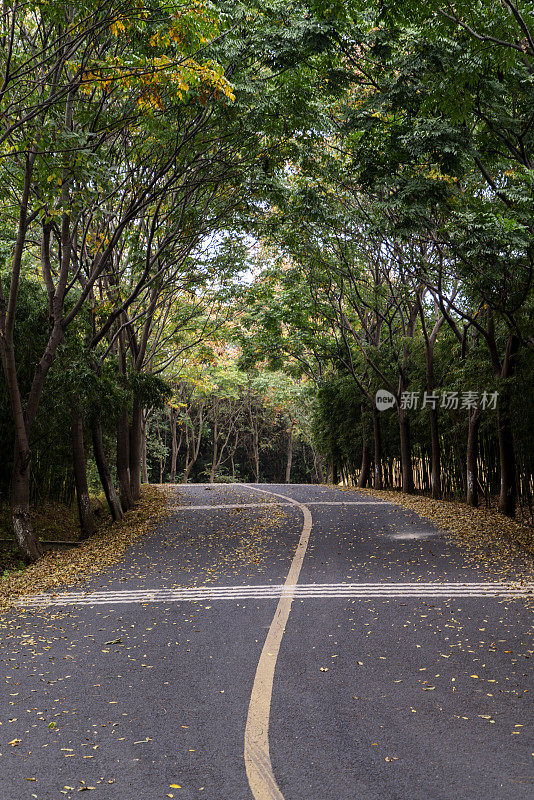 蜿蜒穿过树林的乡间小路