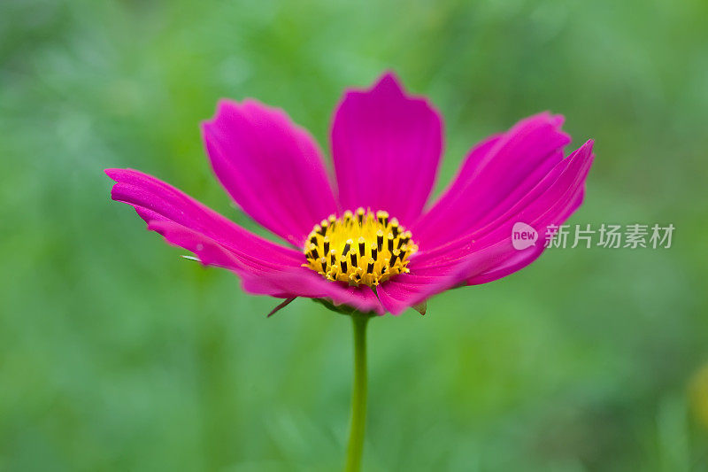 粉红色的宇宙花在花园里盛开。