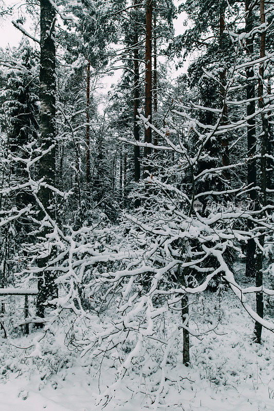 神奇的雪覆盖了树木。美丽的冬天的风景