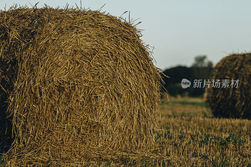 圆捆的稻草