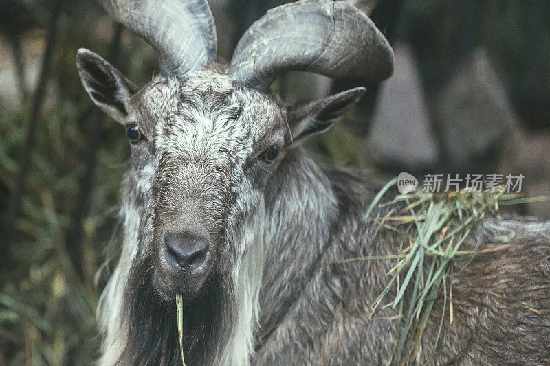 马科，螺丝角山羊