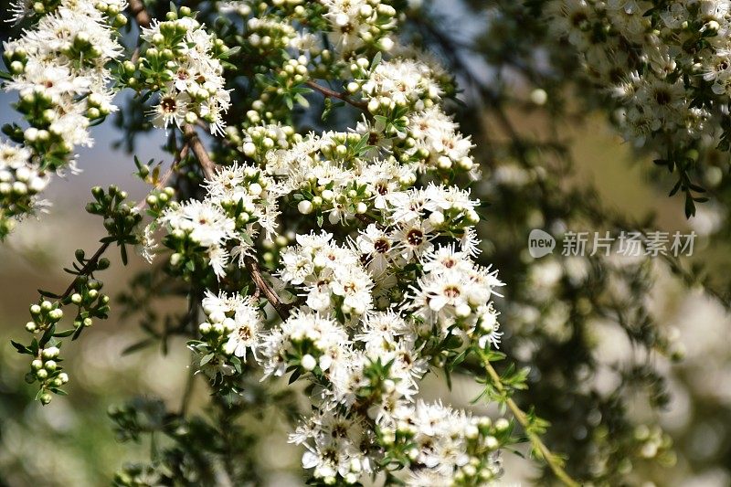 卡努卡（昆泽亚埃里诺德）茶树