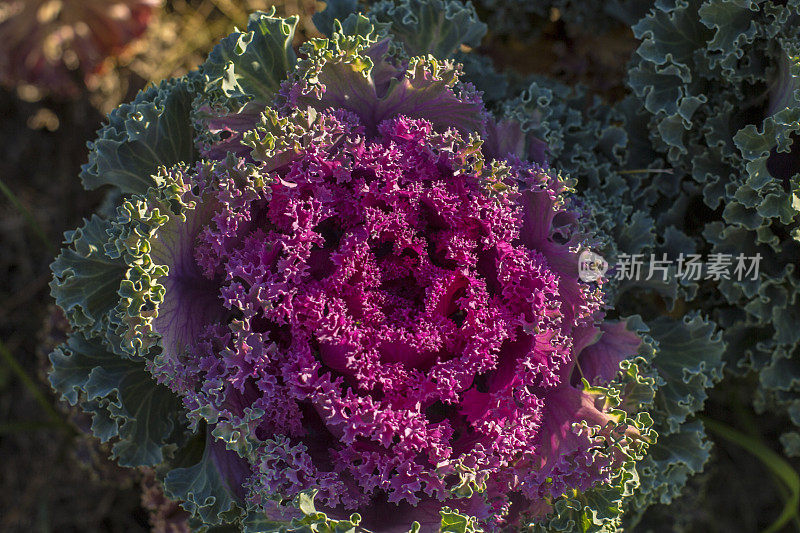 装饰白菜，装饰白菜，花椰菜，甘蓝