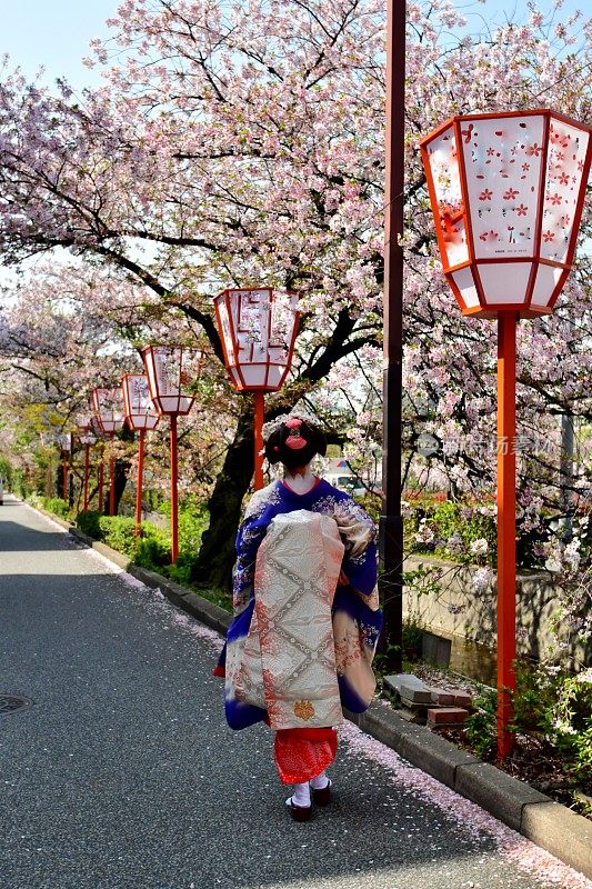 穿着美子服装的日本女人在京都欣赏樱花