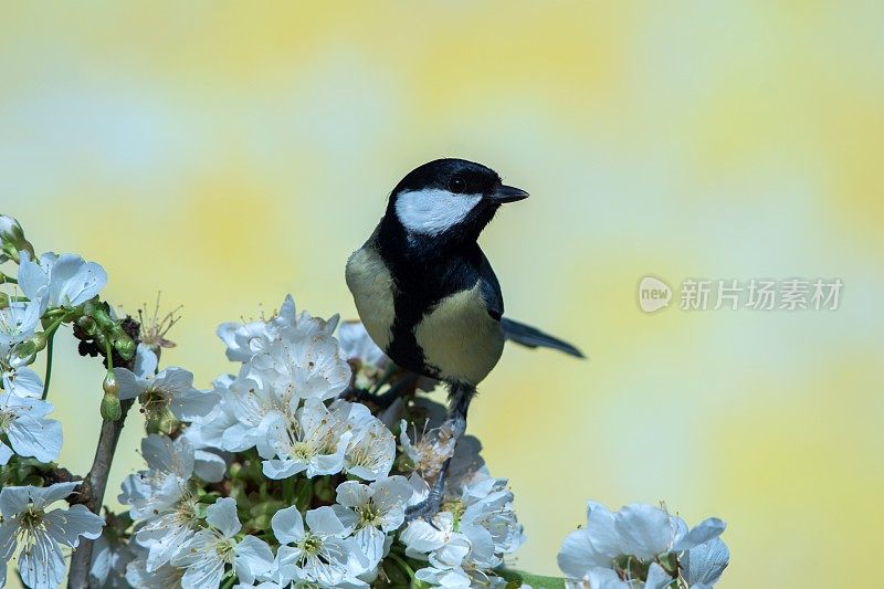 春季大山雀