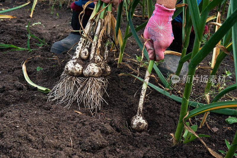 农民在种植园里收割成熟的大蒜