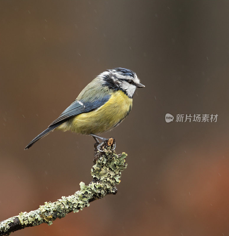 蓝冠山雀