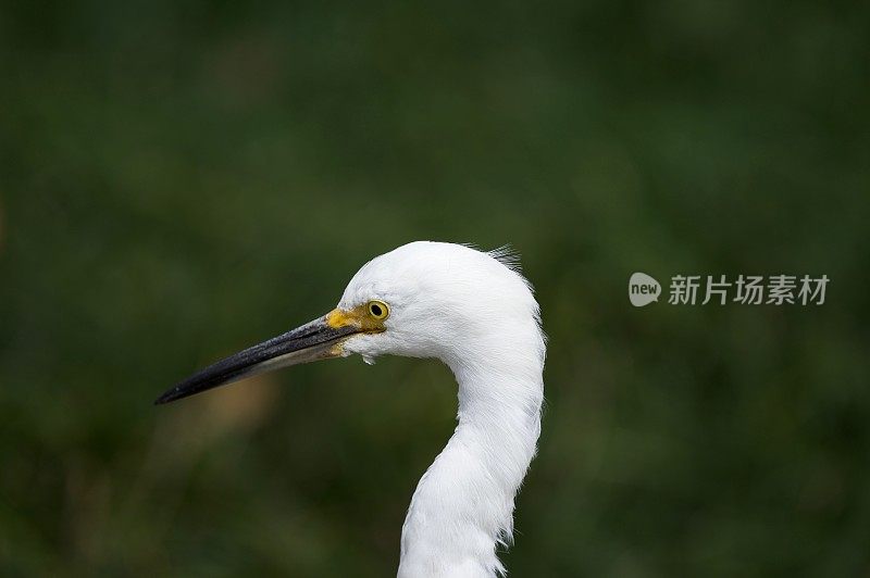 雪鹭