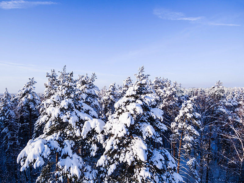 鸟瞰图冬季森林。白雪皑皑的枝头，蔚蓝的天空。鸟眼视图。