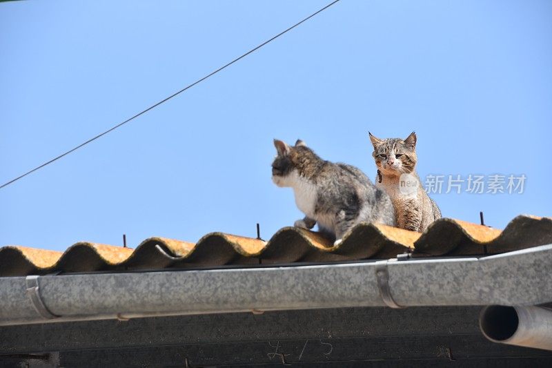 两只猫坐在屋顶上