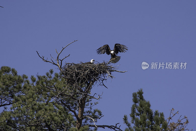 秃鹰与新生小鹰配对