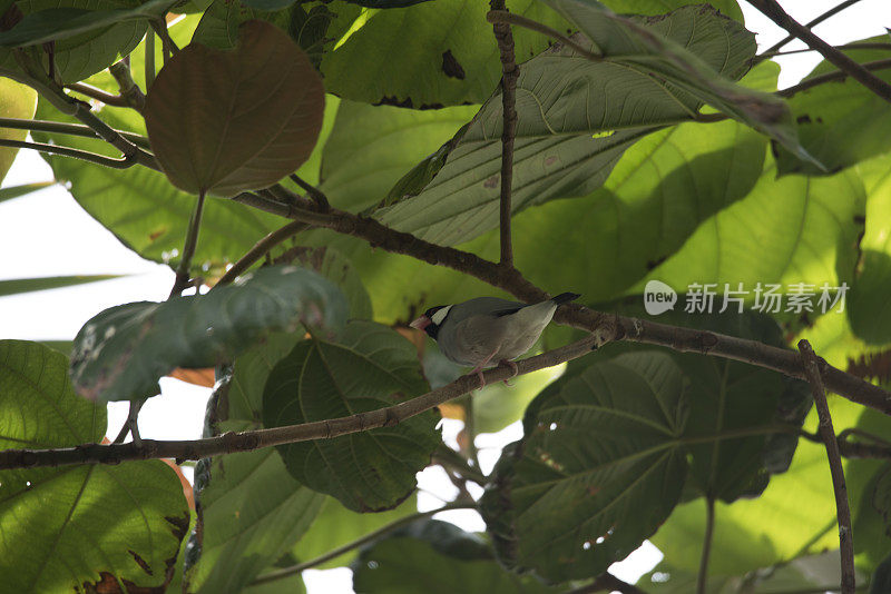 北京知更鸟栖息在树枝上