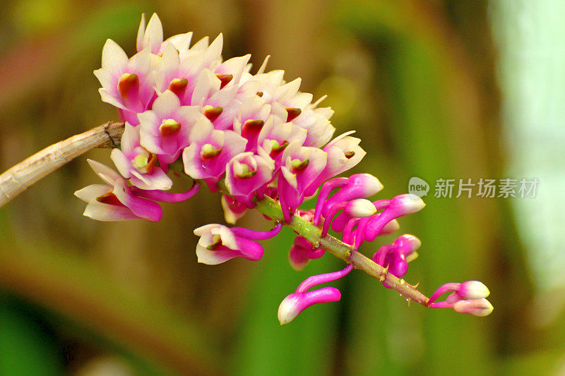 兰花种类繁多，分布广泛