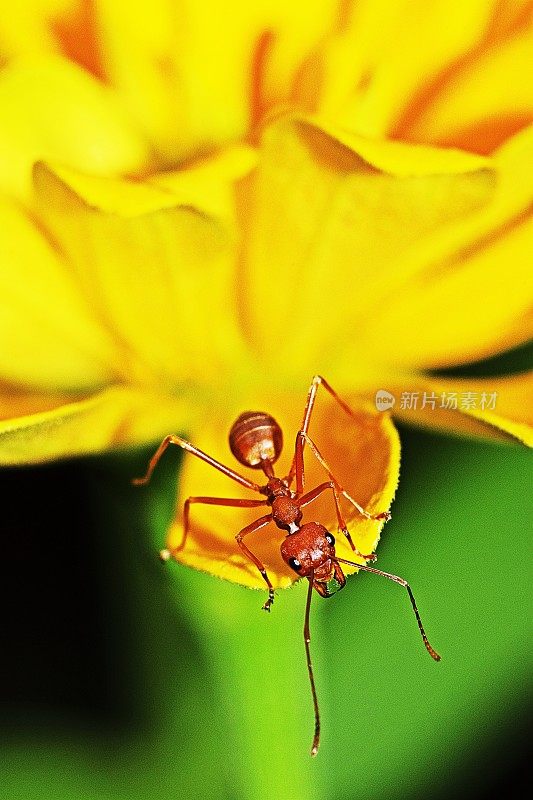 蚂蚁爬上黄花的花瓣。