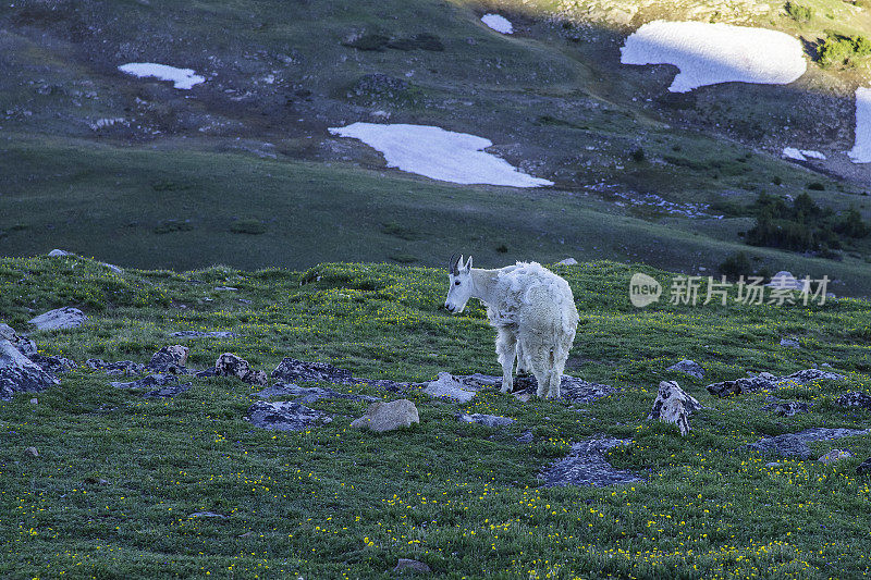 高山草地上的山羊