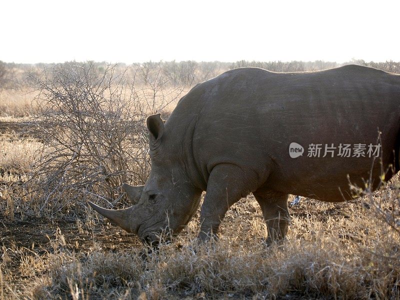 南非克鲁格国家公园萨塔拉的犀牛