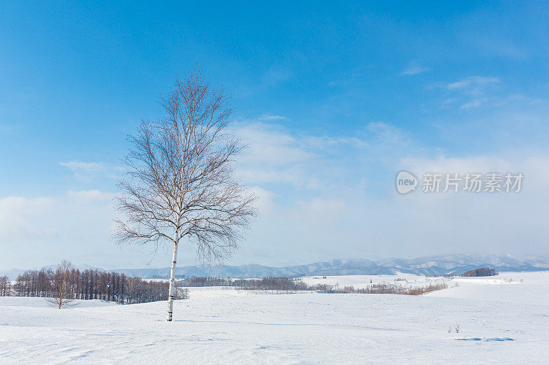 冬天的风景。Biei日本北海道