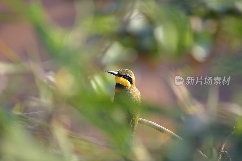 卢旺达的小食蜂鸟