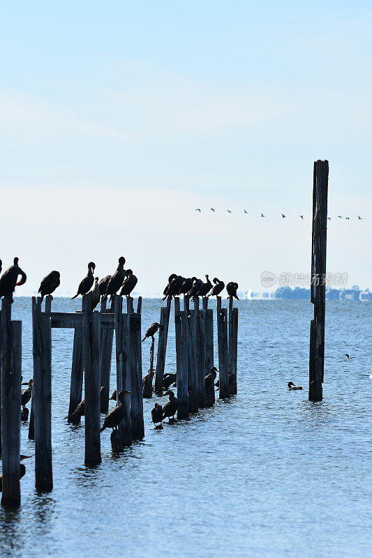 一群鸬鹚站在摇摇欲坠的老码头上，从海面上伸出来，远处还有一排飞鸟