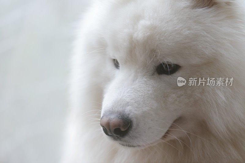 家中的萨摩耶犬