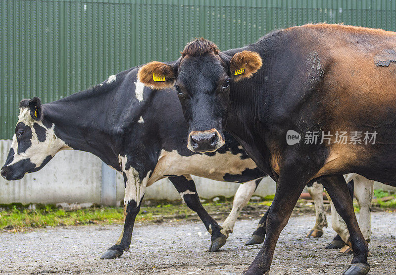 爱尔兰蒂珀雷里公路上的弗里西亚牛。