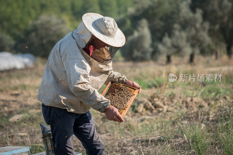 养蜂人有选择的集中在蜂巢和蜜蜂