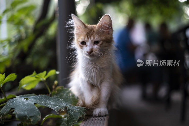 可爱的流浪猫户外形象