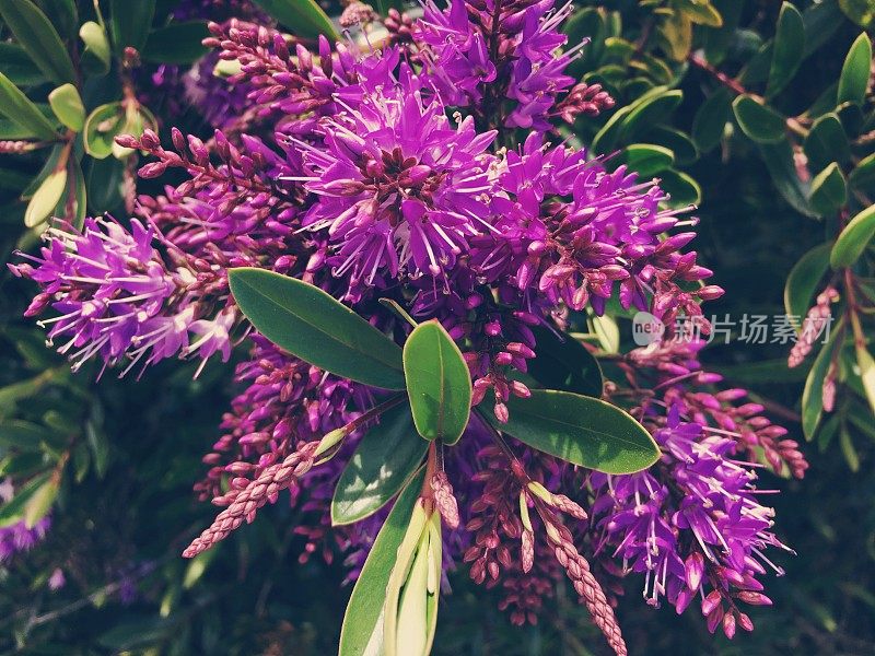 粉紫色Hebe花浸泡