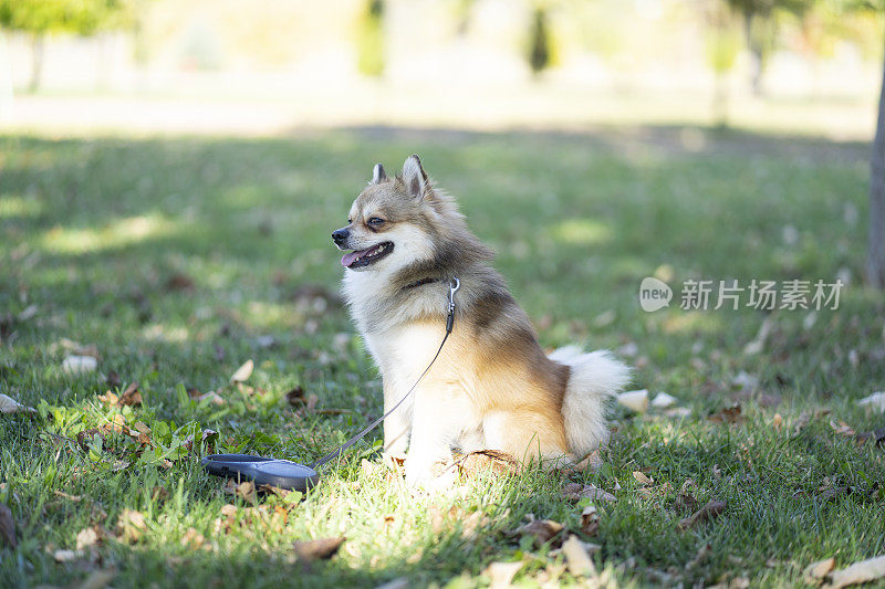 坐在公园草地上的德国喷鼻犬