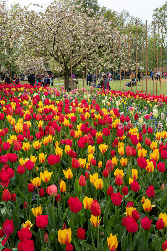 荷兰阿姆斯特丹公园里的郁金香