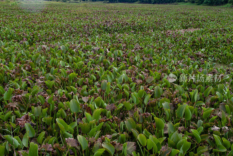 恢复湖及湖岸的河岸林