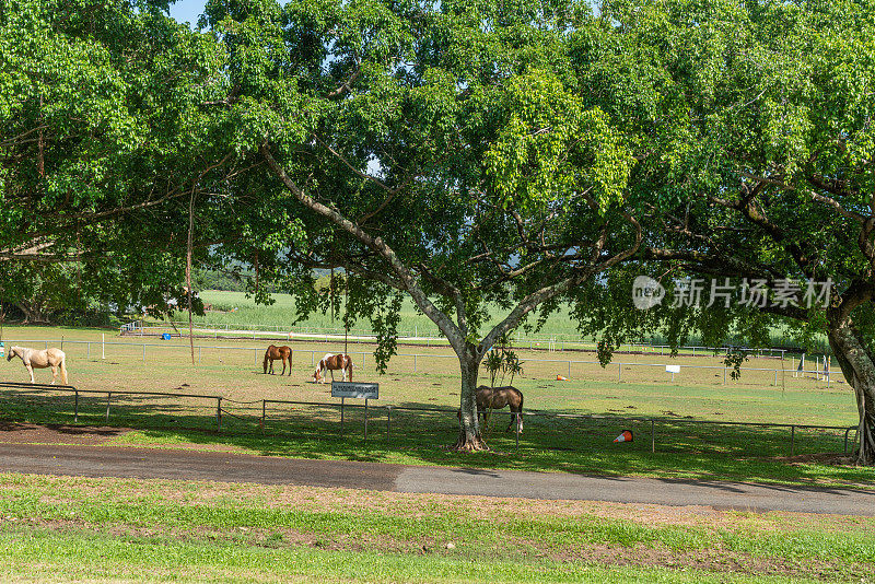 一个马场在库兰达风景铁路淡水站，凯恩斯，澳大利亚。