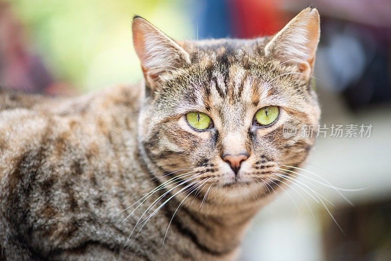 猫面无表情地看着镜头