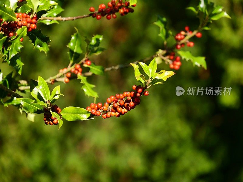 古老的围墙英国乡村别墅花园和分配与植物和鲜花