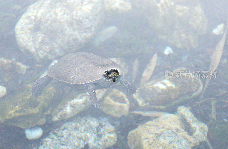 海龟游泳