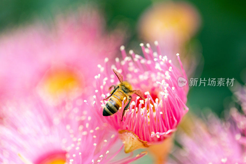 蜜蜂为桉树粉红色花朵授粉，美丽的自然背景与复制空间