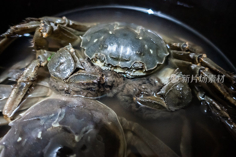 中华绒螯蟹，中国大闸蟹，大闸蟹，青蟹，上海大闸蟹