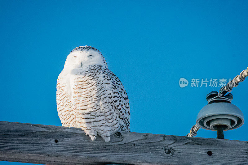 雪枭,电。