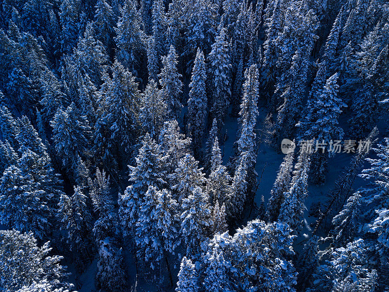 冬天结霜的树被雪覆盖