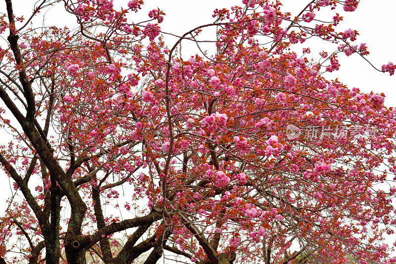 东京樱花盛开，重瓣樱