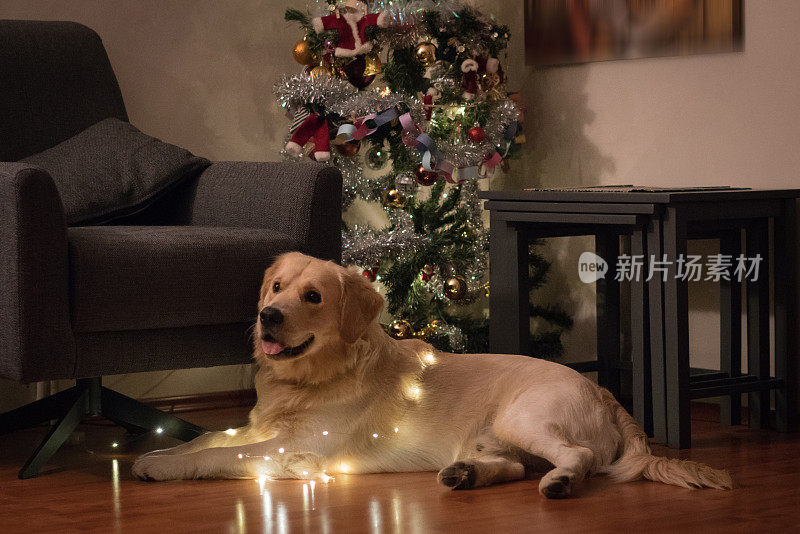 戴着精灵灯的圣诞狗
