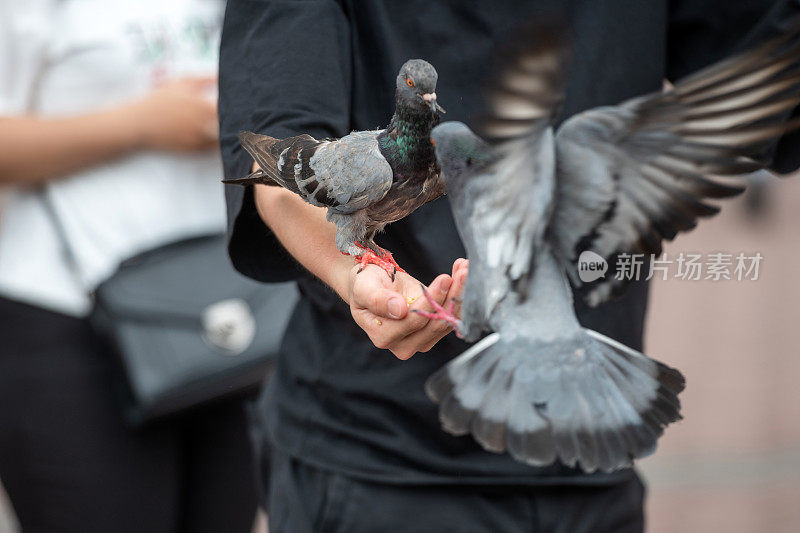 马来西亚，人们喂鸽子