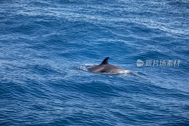 海洋中的斑点海豚