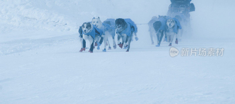 雪橇犬