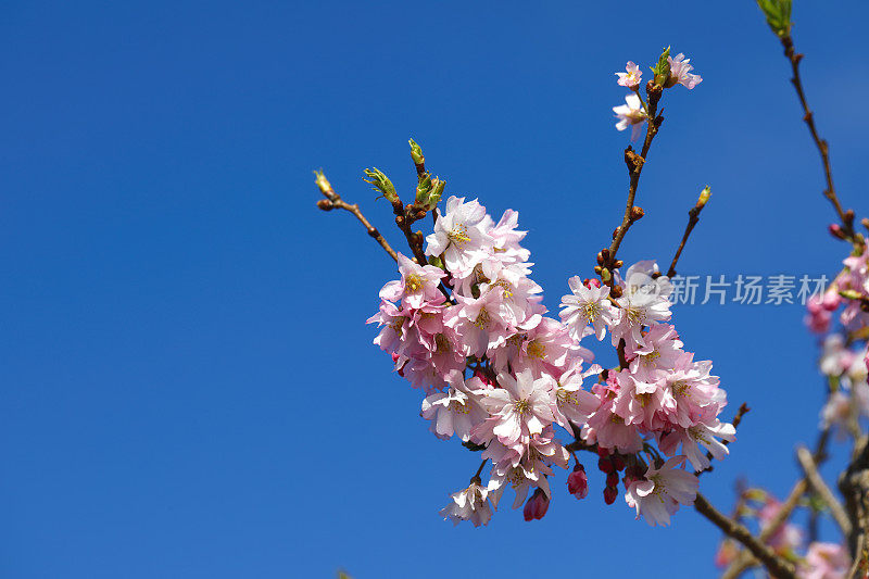 观赏樱桃树，桃红开花