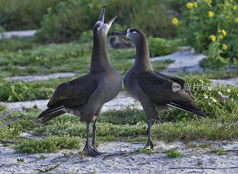 黑脚信天翁，黑脚信天翁，是一种来自北太平洋信天翁科的大型海鸟。Papahānaumokuākea海洋国家纪念碑，中途岛，中途岛环礁，夏威夷群岛。一对正在求爱的鸟儿。